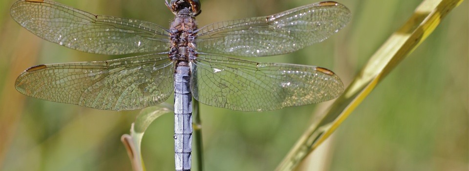 Orthetrum coerulescens