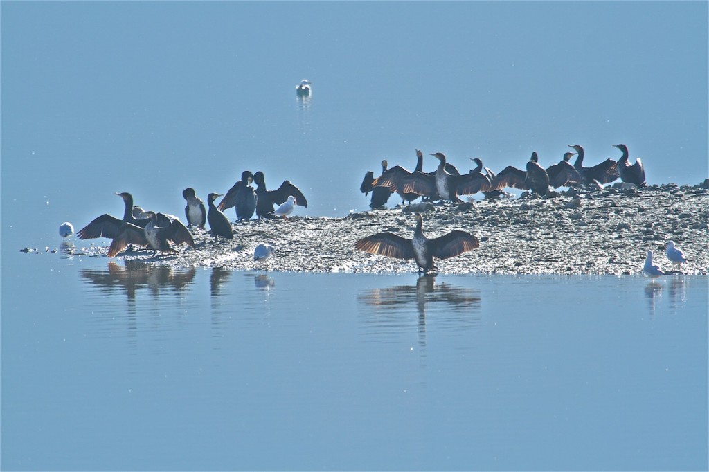 cormorans au séchage