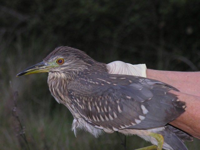 Heron Bihoreau