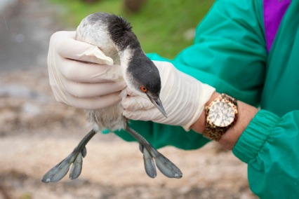 grebe cou noir