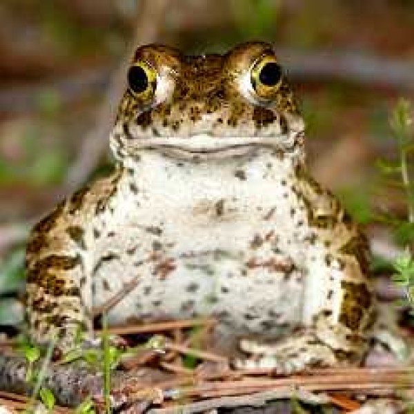 Crapaud calamite - Nicolas Fuento