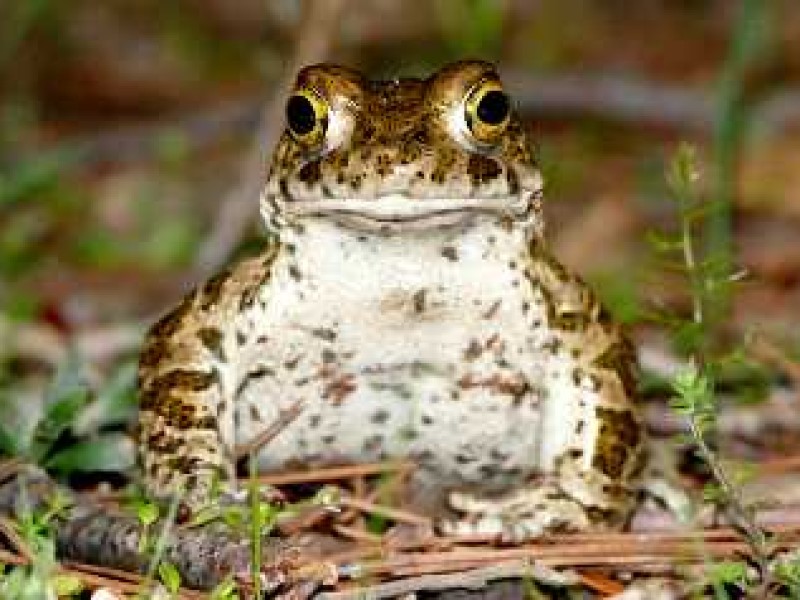 Crapaud calamite - Nicolas Fuento