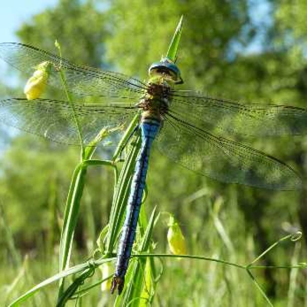 Anax empereur - Etangs de Sauvebonne - Benjamin Kabouche
