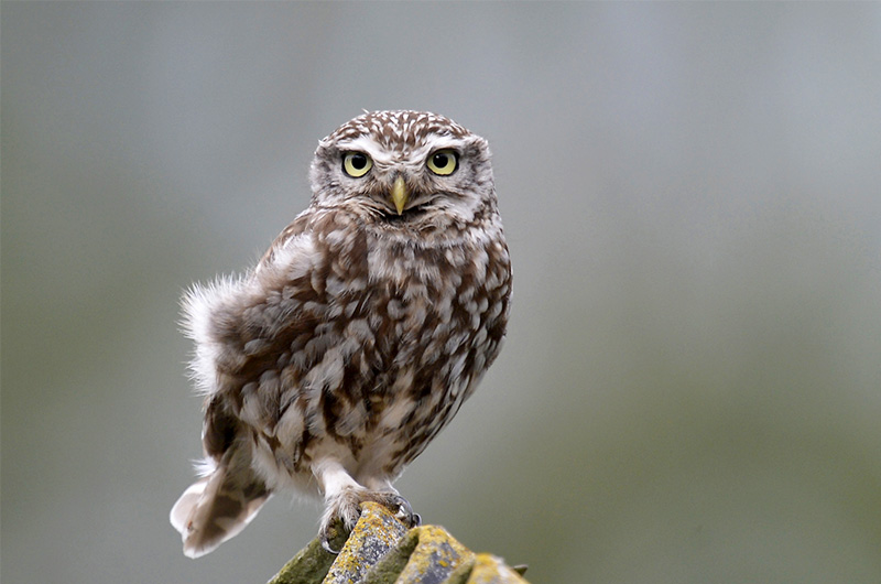 Chevêche athéna © Martin Steenhaut - martinsnature.com