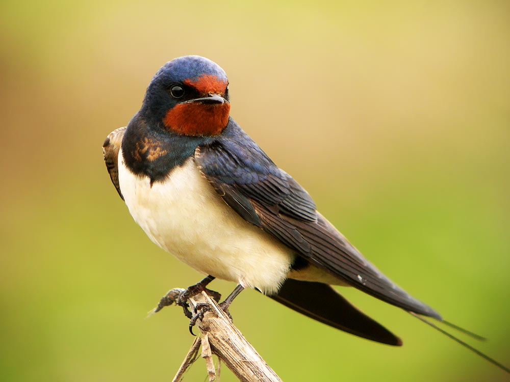 Hirondelle rustique © Aurélien Audevard