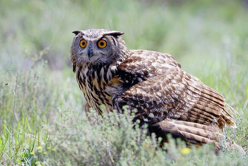 Grand-duc © Olivier Hameau