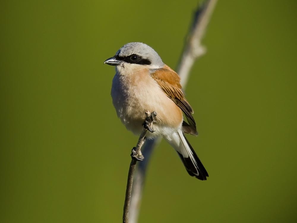 Pie-grièche écorcheur © Martin Steenhaut - martinsnature.com