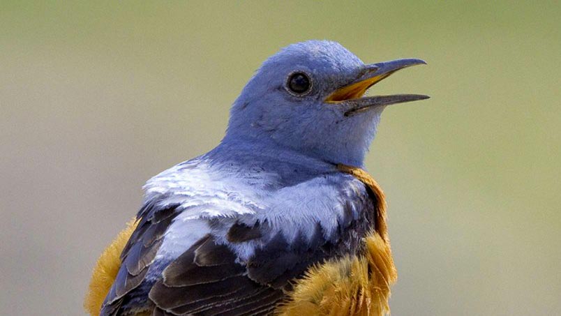Observer les oiseaux en France