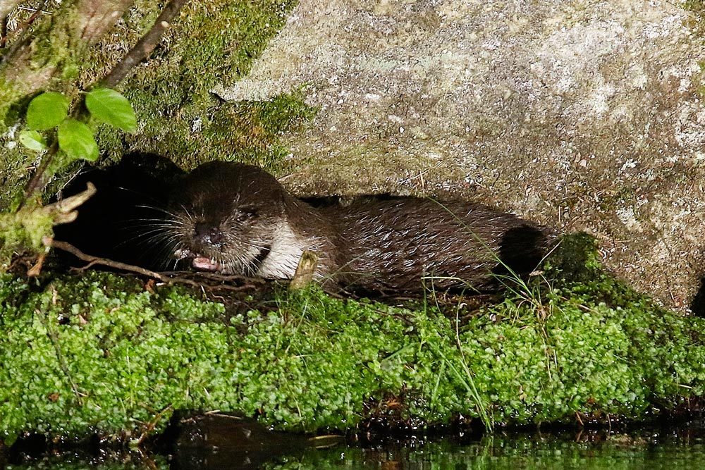 Loutre d'Europe © Norbert Chardon
