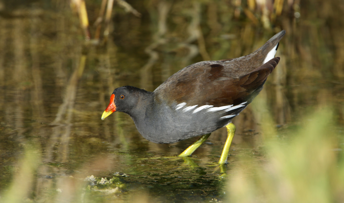 gallinule poule deau aurelien audevard