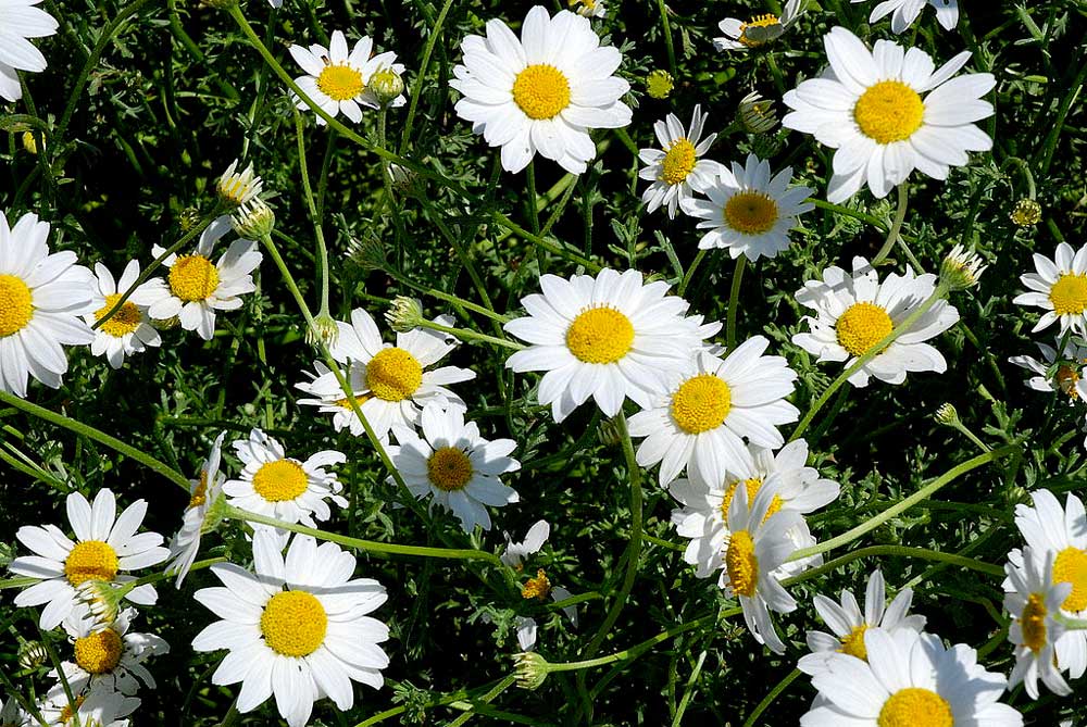 Anthemis maritima © Paul Hermans CC BY SA