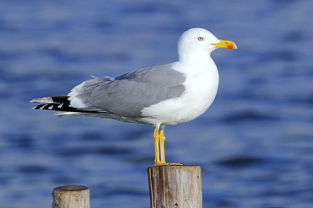Goéland leucophée © Aurélien Audevard