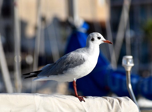 Mouette rieuse - Dennyss LELAURIN LPO PACA (C)