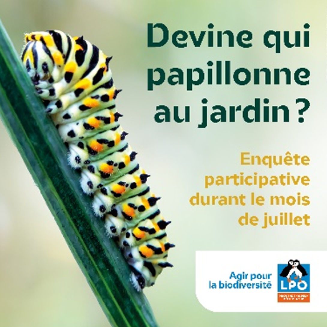 Affiche "Devine qui papillonne au jardin"