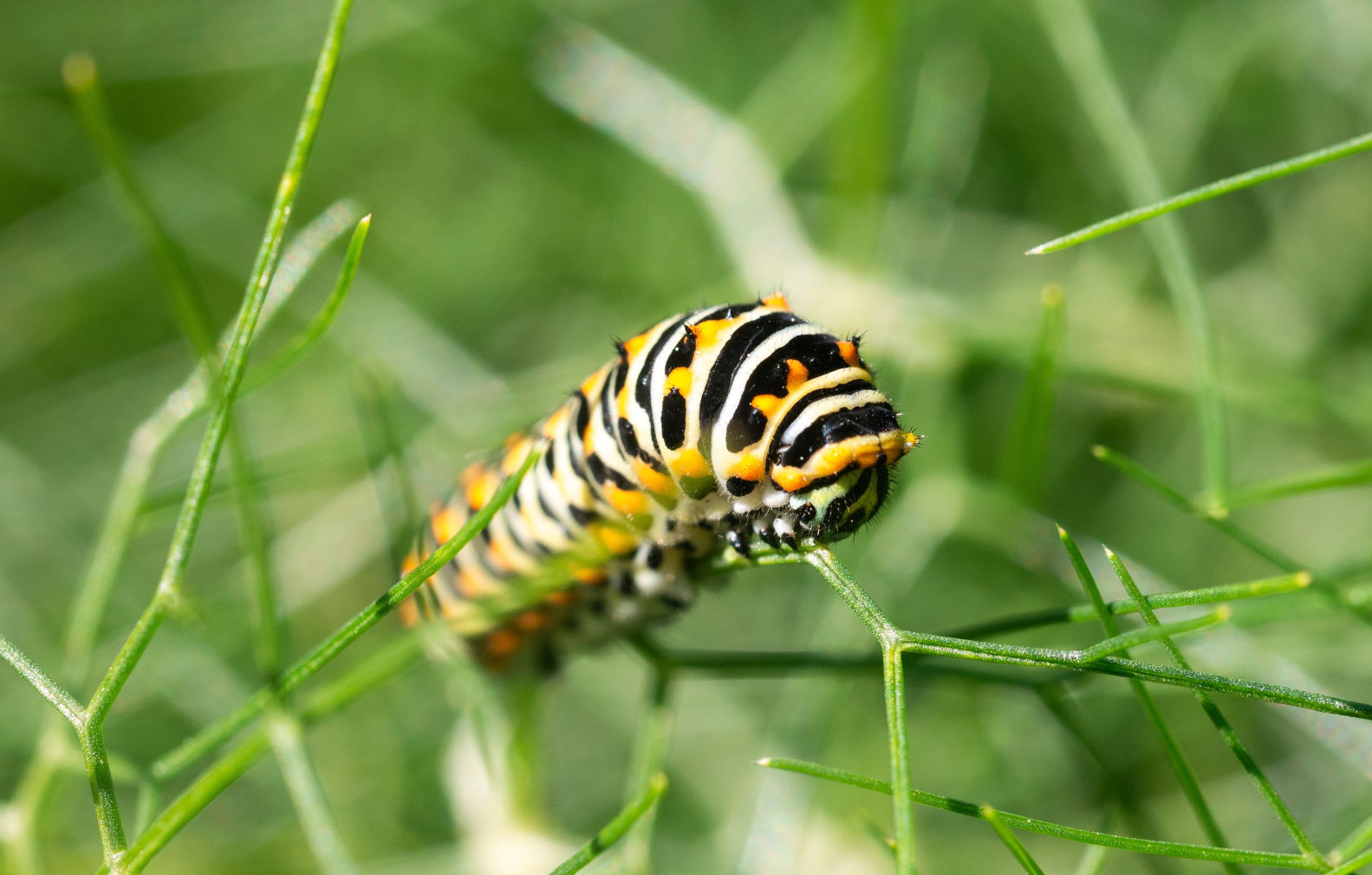Chenille de Machaon ©Zordan Raphael