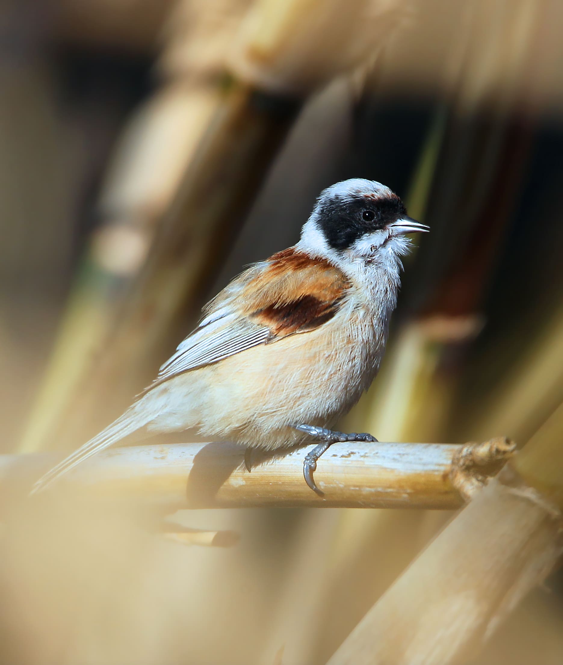 Rémiz penduline © Aurélien Audevard