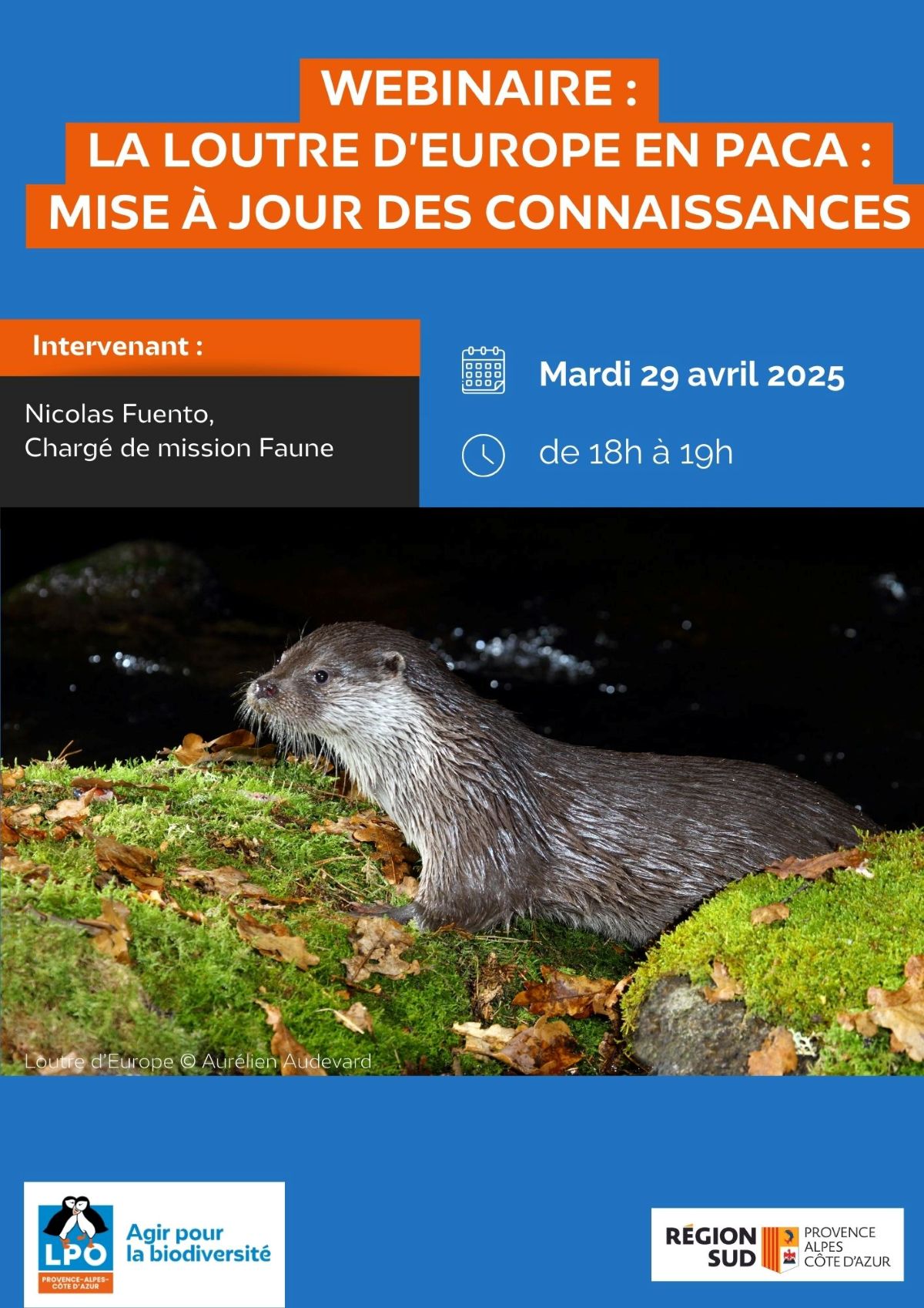 Affiche Webinaire "La Loutre d'Europe en PACA" (photo © Aurélien Audevard)
