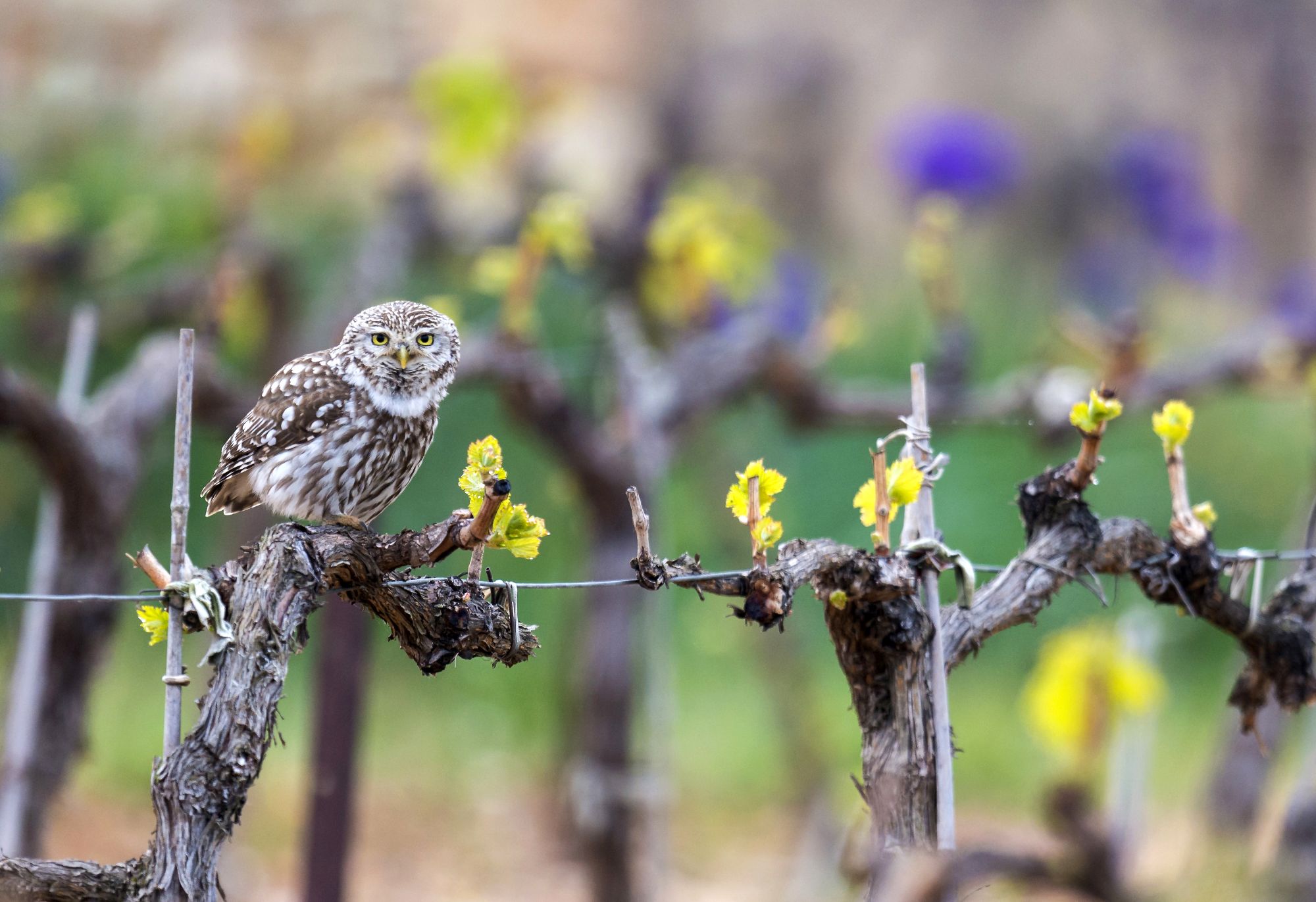 cheveche dans vignes martin steenhaut martinsnature.com lpo paca