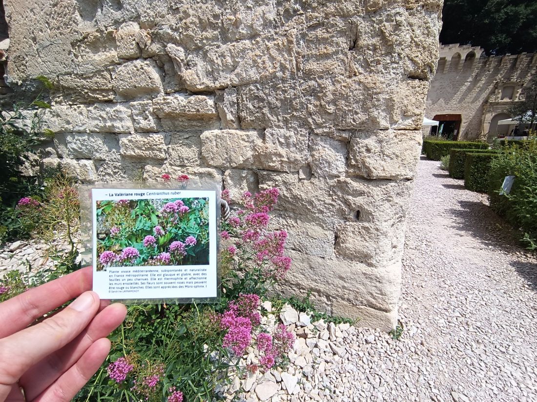refuge lpo palais des papes a johanet 6