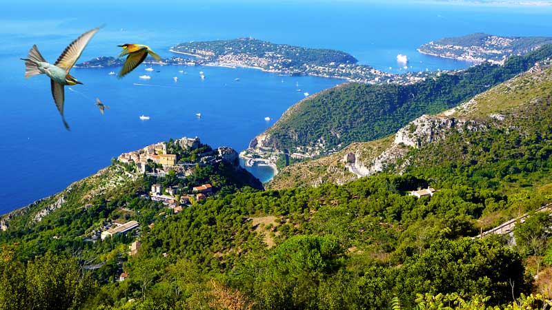 Vol de Guêpiers d'Europe au-dessus d'Eze © Tangi Corveler et André Simon