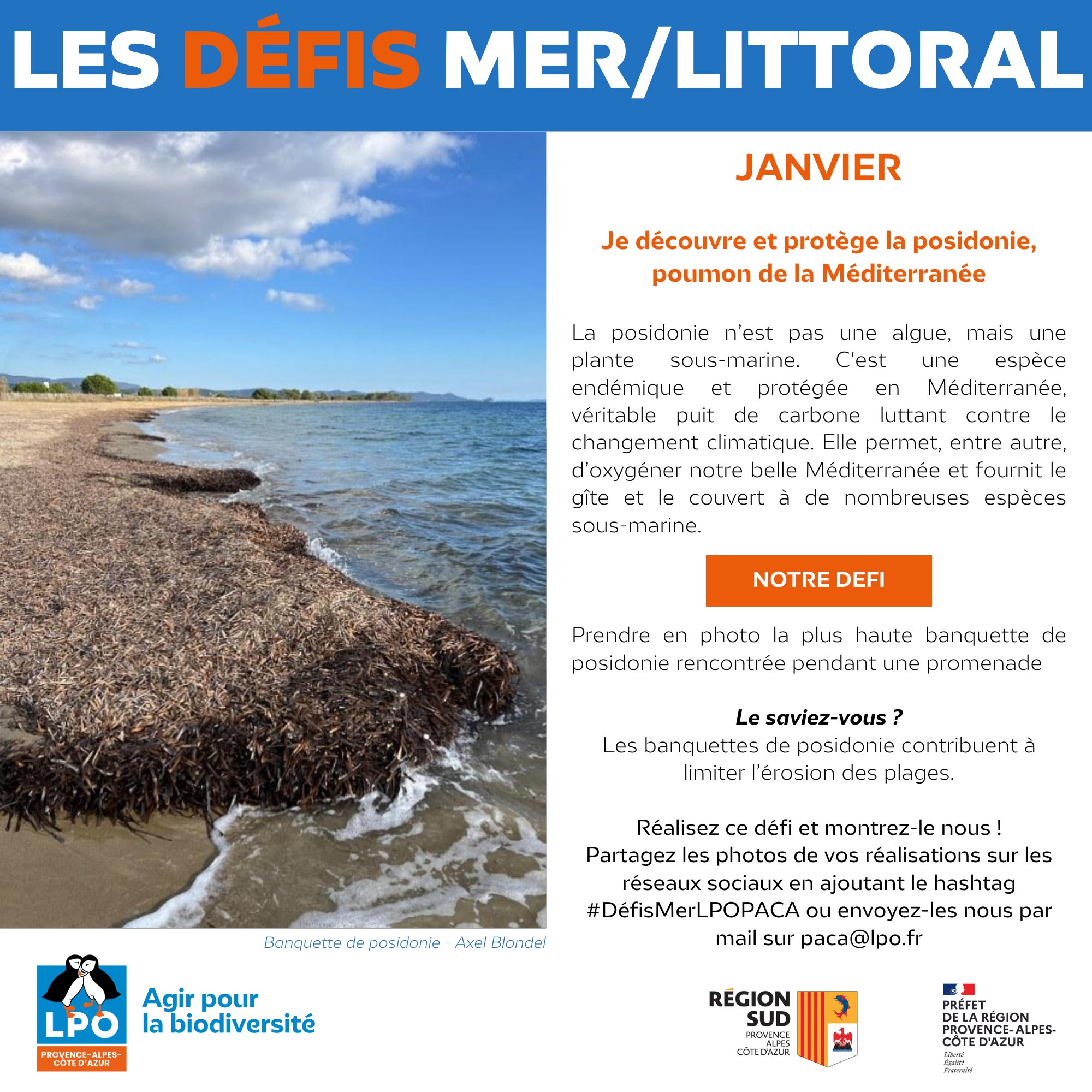 Janvier : Je découvre et je protège la posidonie, poumon de la Méditerranée
