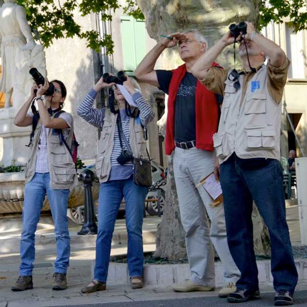 Enquête hirondelles © Groupe local Sainte-Baume