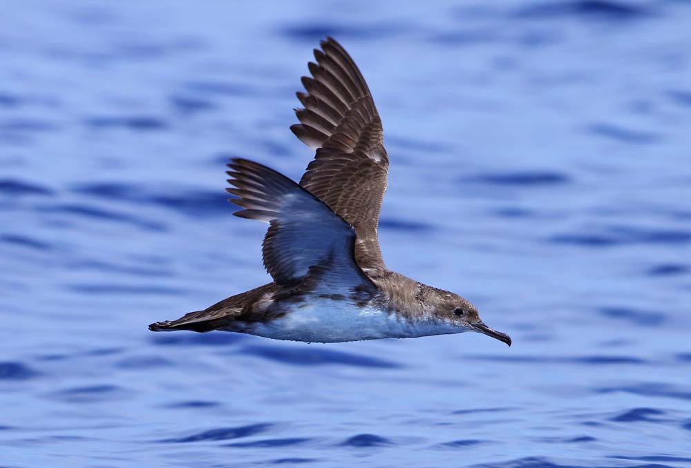 Puffin yelkouan © Aurélien Audevard