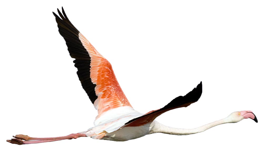 Flamant rose © André Simon