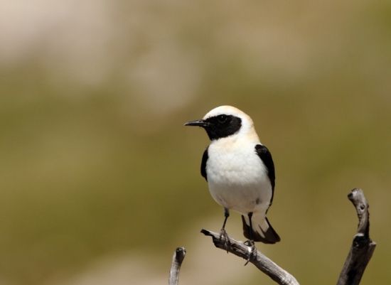 Traquet oreillard Oenanthe hispanica, Alpilles - Les Opies, 26/05/2011 © Frank Dhermain