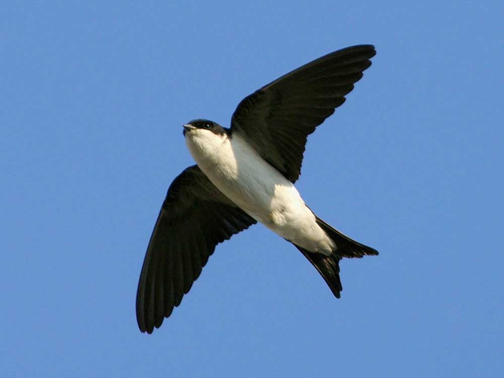 Hirondelle de fenêtre © Aurélien Audevard
