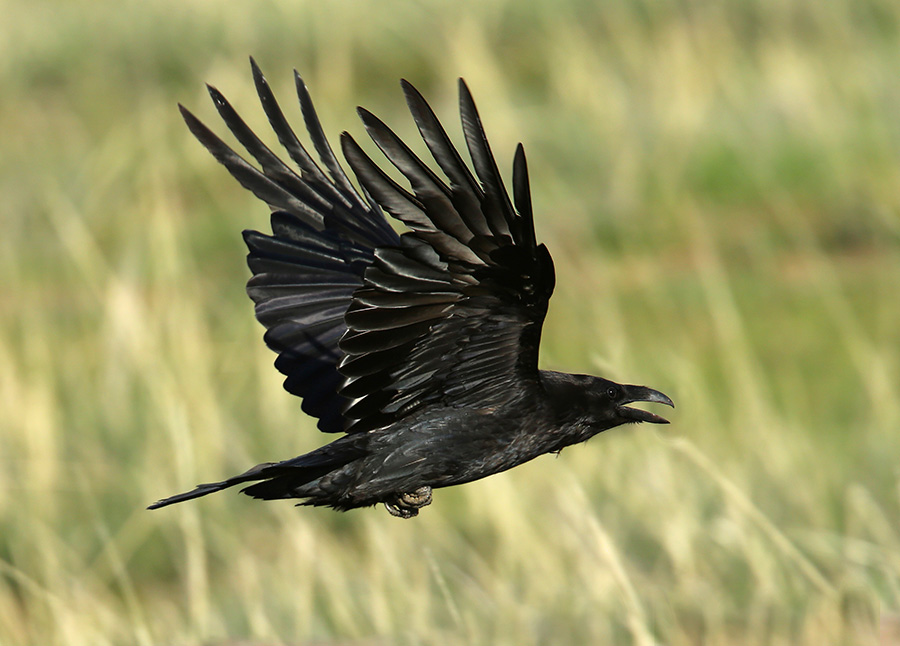 Grand corbeau © Aurélien Audevard