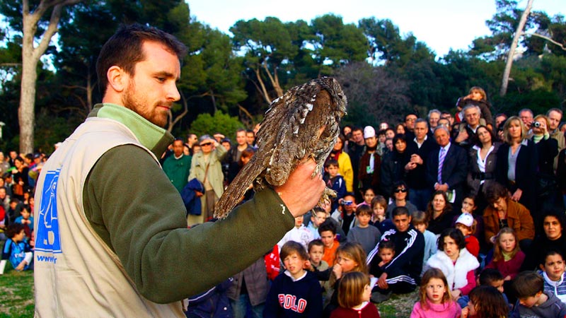 Relâcher d'une Chouette hulotte lors de la nuit de la Chouette © Laurent Zetler