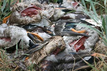 Un charnier de canards en Camargue