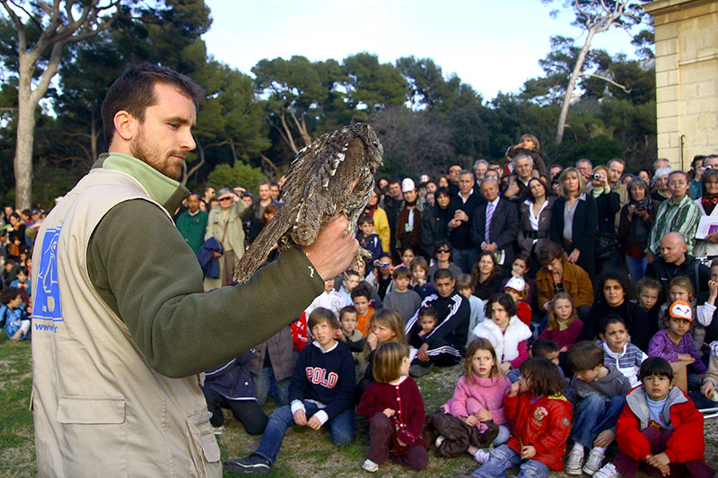 Chouette Hulotte relâcher - photo Laurent Zetler